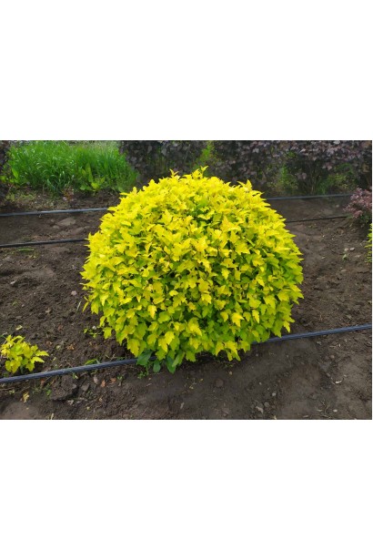 Пухироплiдник калинолистий Лютеус - ком50кг/вис.70-90см/Ø80-90см